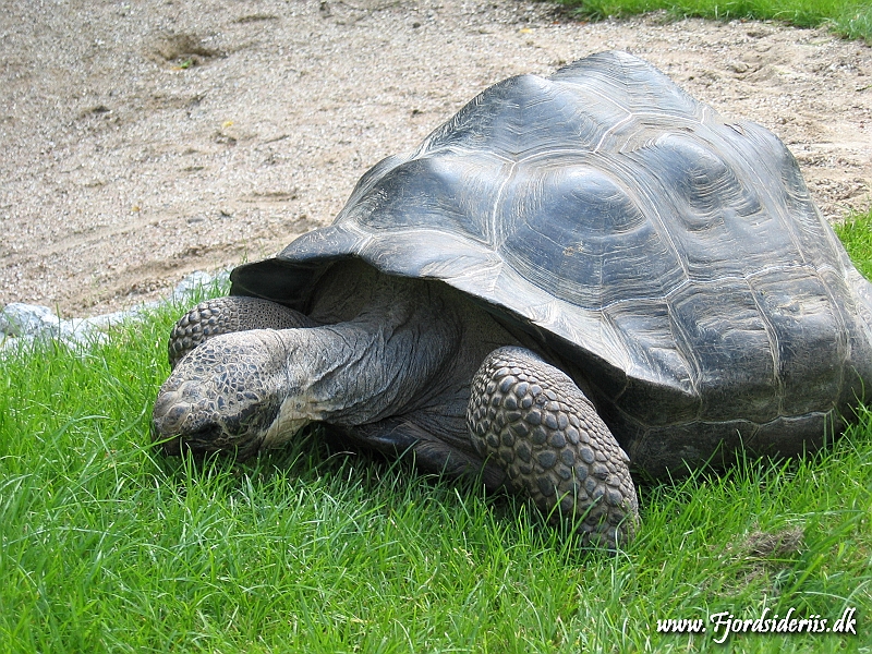 KBH zoo 190703 042.JPG